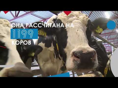 Новая молочно-товарная ферма на 1199 голов открылась в деревне Сеньково в Озерах.