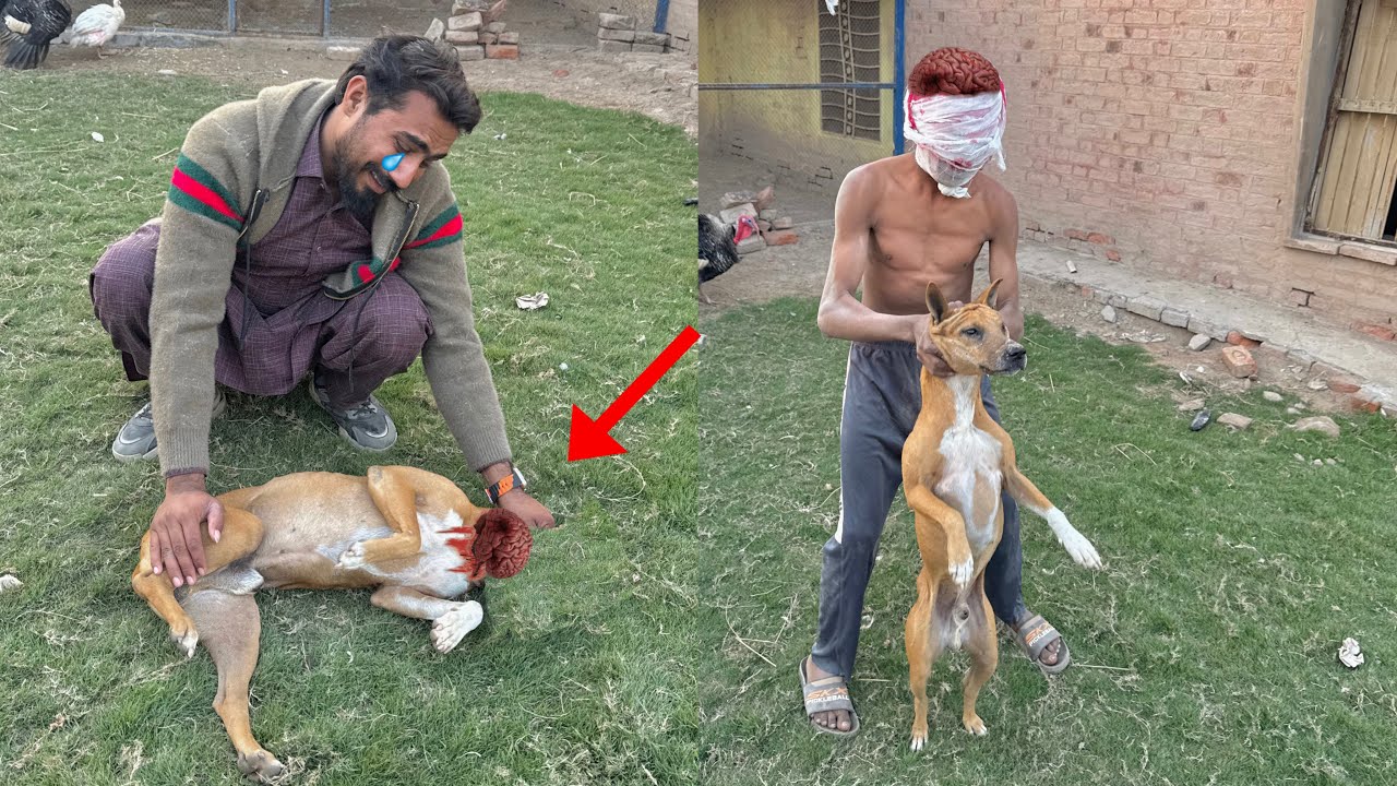 Sir Kata Na Hamra Pitbull Ka Sir Kat Dia 😭