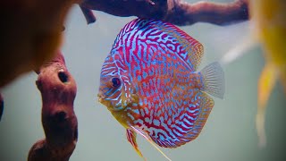 New Discus Problems | Discus Not Eating | Hiding !!!
