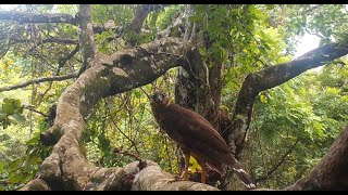Collared Forest-Falcon - Tico Times