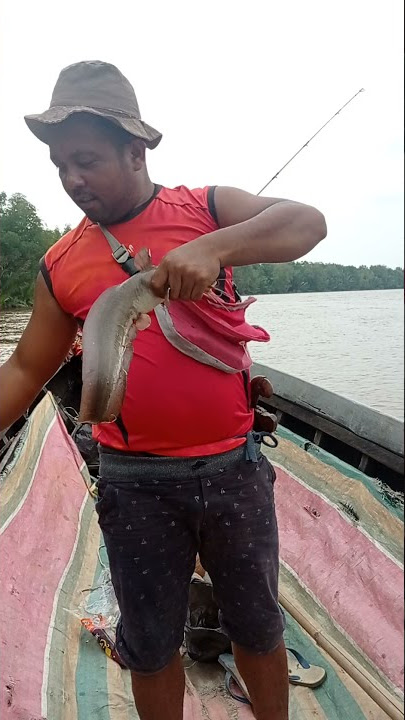 BAHAYA!!..😱 SENGATAN RACUN IKAN SEMBILANG JUMBO 😬 |@Adi pitu-pitu #shorts