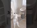 猫の生活も色々大変だそうです🥺🥺 #vlog #猫 #フェレット