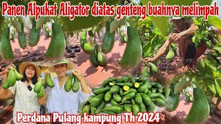 PANEN ALPUKAT ALIGATOR & BUAH NAGA ORGANIK DI KAMPUNG BUAHNYA MELIMPAH‼️1 Mobil penuh buah 😂