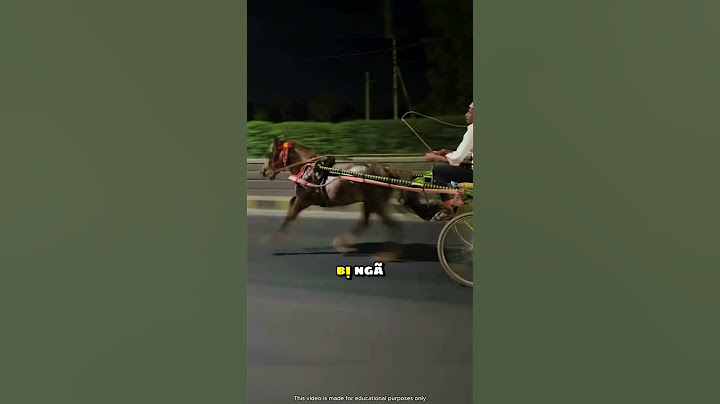 Huấn luyện ngựa chạy trên đường, nhưng người chủ đã mắc sai lầm 😲