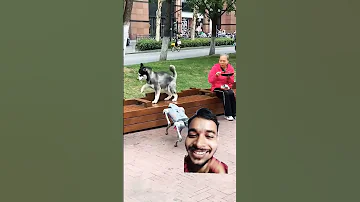 Lakli Dogs Funny Funnyshorts 