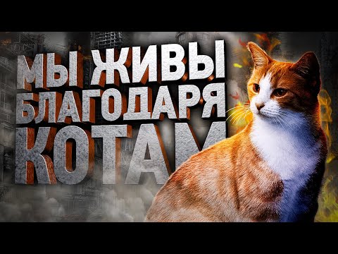 Видео: Верьте или нет, мир без кошек - это не ответ в будущем дистопии