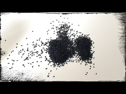 أضرار الحبة السوداء على جسم الانسان