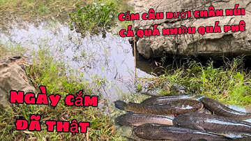 Tiếp Tục Hành Trình Cắm Câu Đêm Săn Cá Lóc Hugo Và Cái Kết !#caucaloc #fishing #lure #fish