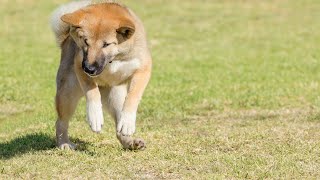 Sustainable Playtime: Finding Eco-Friendly Toys for Your Shiba Inu