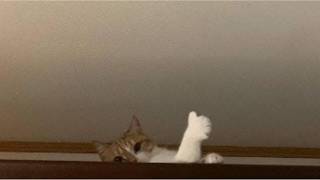 Peak Cat Behavior 😼 | Funny Cat Compilation