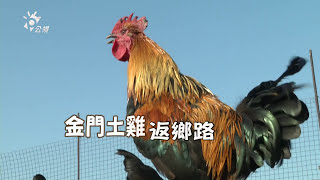 【保種】金門土雞返鄉路留下台灣各地特色雞種(我們的島 第939集 20180122)