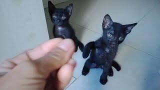 Clever black kitten