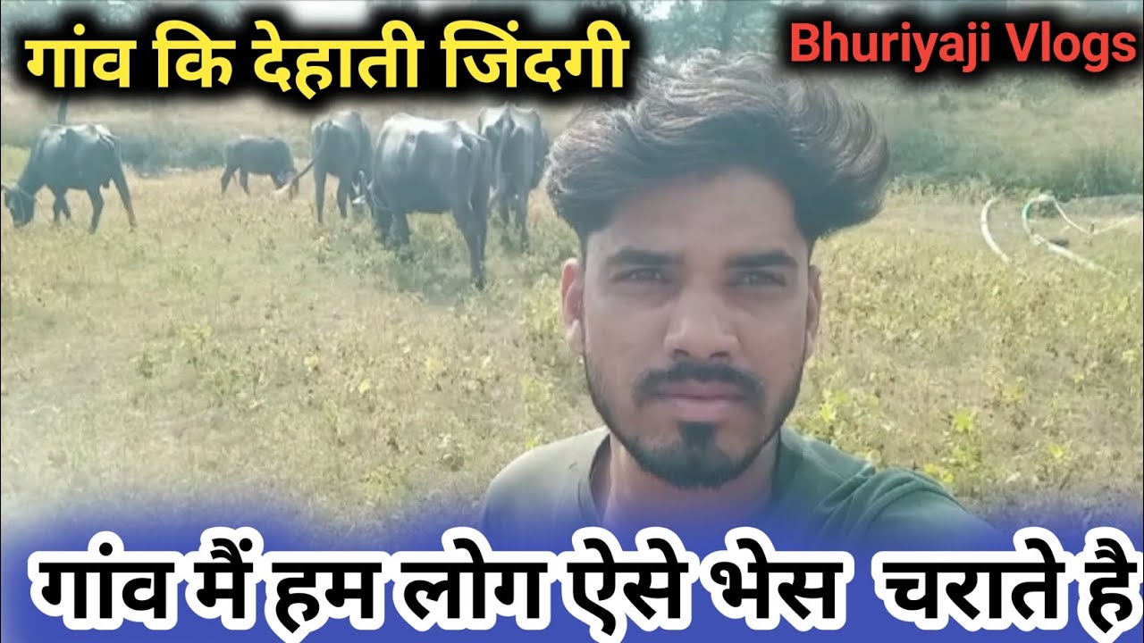 भेसो को खेत पर ऐसे चराते है dairy farm kaise banaye bhes palan ke liye loan kaise le 