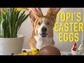 Easter bunny  topi the corgi