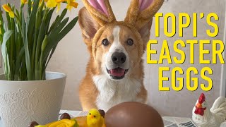 EASTER BUNNY  Topi the Corgi