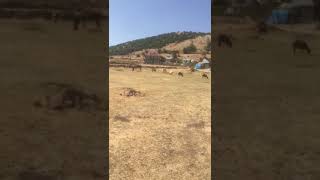 Diyar Erbek Catma Köyu Kısa Dengbeji