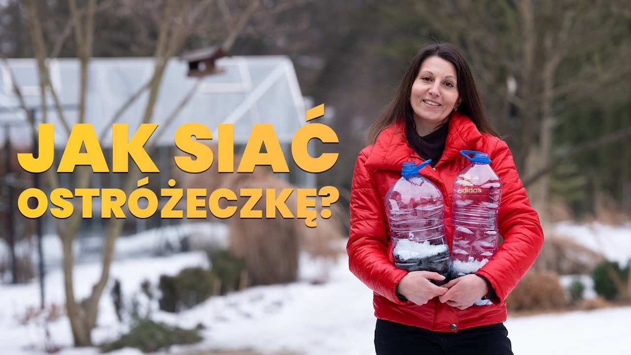 🌸 Ostróżeczka Jednoroczna: 2 sprawdzone sposoby na wysiew w Lutym | Zimowy wysiew kwiatów.