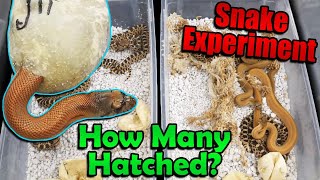Experiment Results! Incubating Snake Eggs in our Bullsnake's Cage!