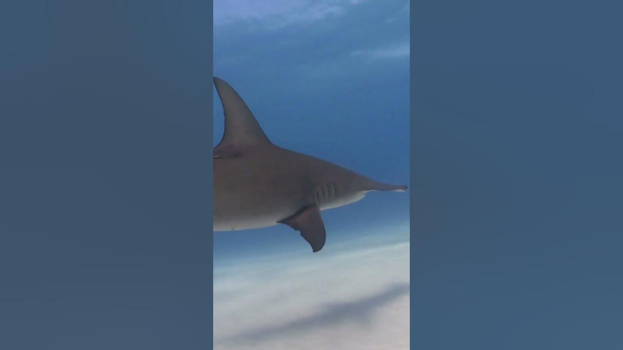 Are Hammerhead Sharks Dangerous? shorts YouTube