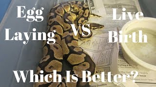 Egg Laying VS Live Birth In Snakes (Which Is Better) - Benjamin's Exotics