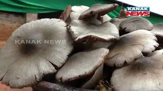 SHG Group From Sambalpur Self-Sufficient By Mushroom Farming