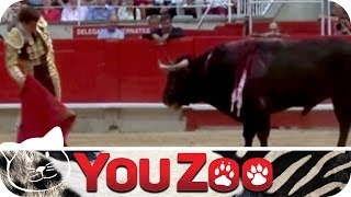 Der Stierkampf von Pamplona │YouZoo by YouZoo 22,837 views 9 years ago 2 minutes, 18 seconds