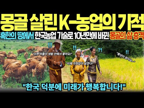 [해외감동사연] 혹한의 땅에서 가축 800만 마리 죽던 몽골… 한국 농업기술이 살려냈