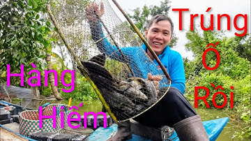 Trúng Bầy cá hiếm, cá lóc khủng khi nước lũ tràn Bờ