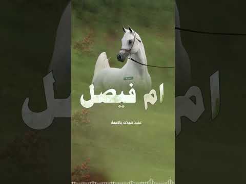 شيلة باسم ام فيصل فقط افخم شيلة ام فيصل جديده شيله مدح لام العريس ام فيصل