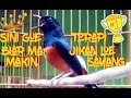 Terapi Masteran Murai Super Usia Paud Materi Kompilasi Cililin Gereja Tarung Tengkek Buto Lengkap Omkicau(.mp3 .mp4) Mp3 - Mp4 Download