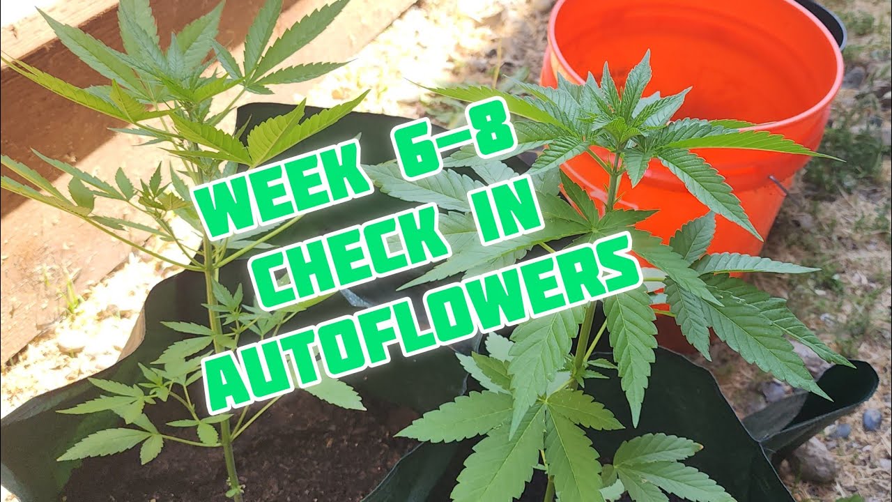 Growing Autoflowers - Week 6-8 Check in - White Widow Strain Outdoors ...