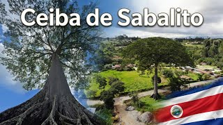 Ceiba de Sabalito, Música Elegante y Relajante para Cafeterías y Restaurantes 🌳☕ 4K Drone