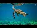 Coral reef aquarium in 4kr relax meditation sleep relaxing piano music 4k oled tv screensaver 