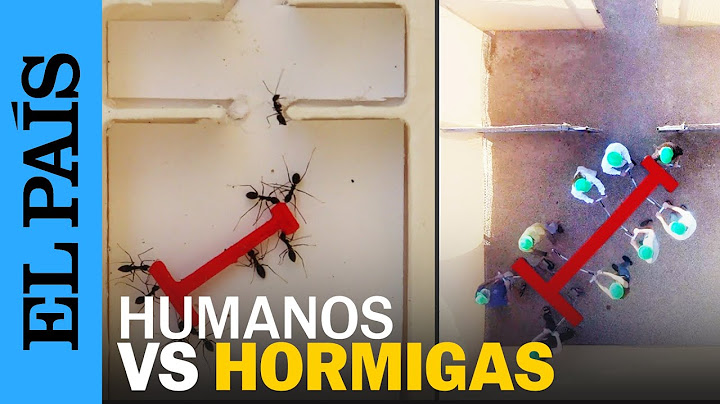 HUMANOS CONTRA HORMIGAS: el experimento del laberinto | EL PAÍS