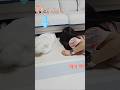 강아지가 쇼파 밑을 계속 쳐다봐요. 뭐가 있는 걸까요? #dog #puppy #cute