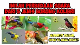 Inilah Perbedaan Suara Dari 5 Jenis Kolibri Indonesia