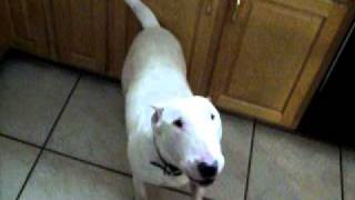 Bull Terrier Barking
