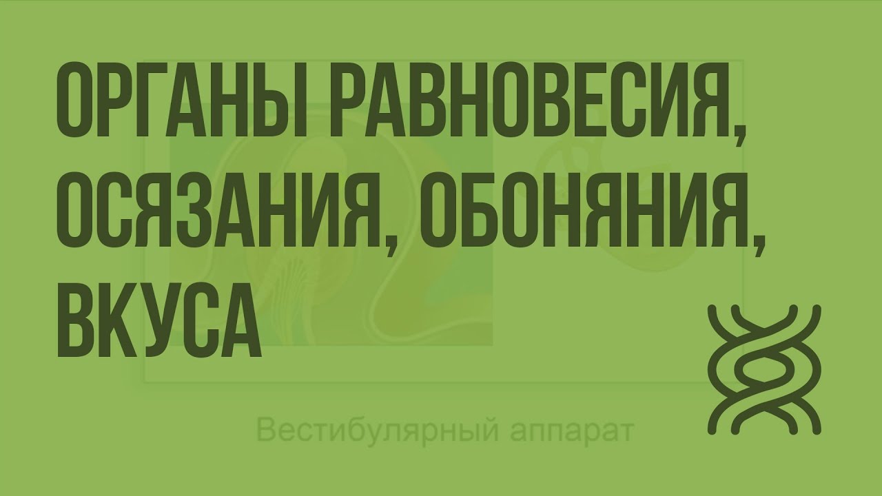 Органы равновесия, осязания, обоняния, вкуса. Видеоурок по биологии 8 класс