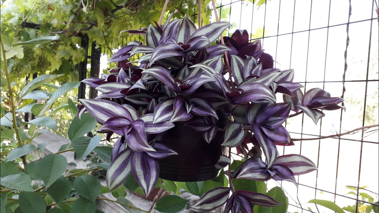 Telgraf çiçeği suda köklendirme, çoğaltma ve bakımı