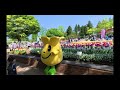 ပန်းပေါင်း ၃ သန်းကျော် ဖူးပွင့်ရာ Tonami Tulip Festival | Japan Travel Vlog