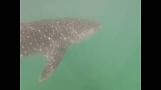 Swimming with Whale Shark - Wait For Big Mouth Feeding at the End