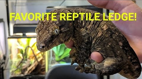 BEST REPTILE LEDGES! (Leachianus Gecko, Crested Gecko, Gargoyle Gecko)