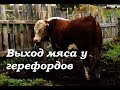 Выход мяса у быков. Итоги откорма. Герефорды! Есть ли смысл?