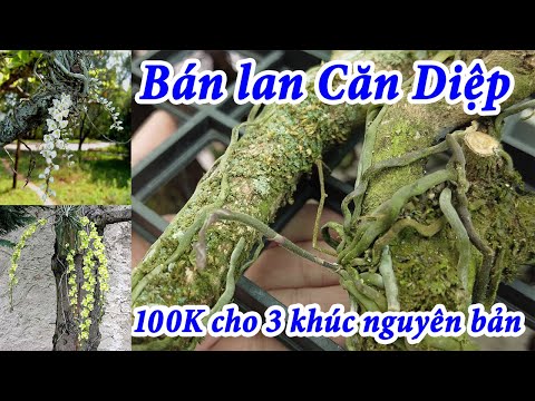 Bán lan Căn Diệp chỉ 100k cho 3 khúc nguyên bản có ngồng hoa | Foci