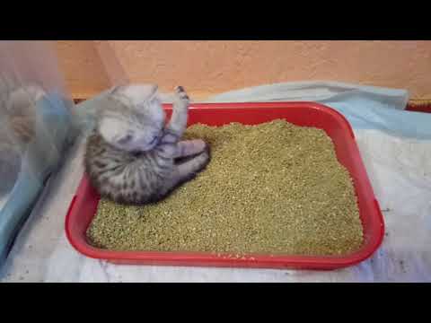 Котята 1 мес 10 дней.Кот и Кошка.Лоток.