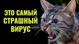 Это Вам Не Расскажут Борцы С Вакцинацией Кошки