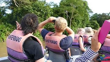 Getting the ULTIMATE surprise on the Kinabatangan River