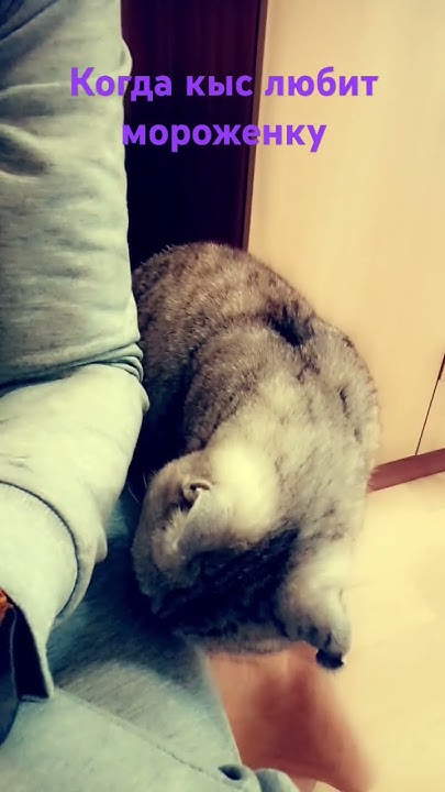 когда твой кот попрошайка😂🥰 - YouTube