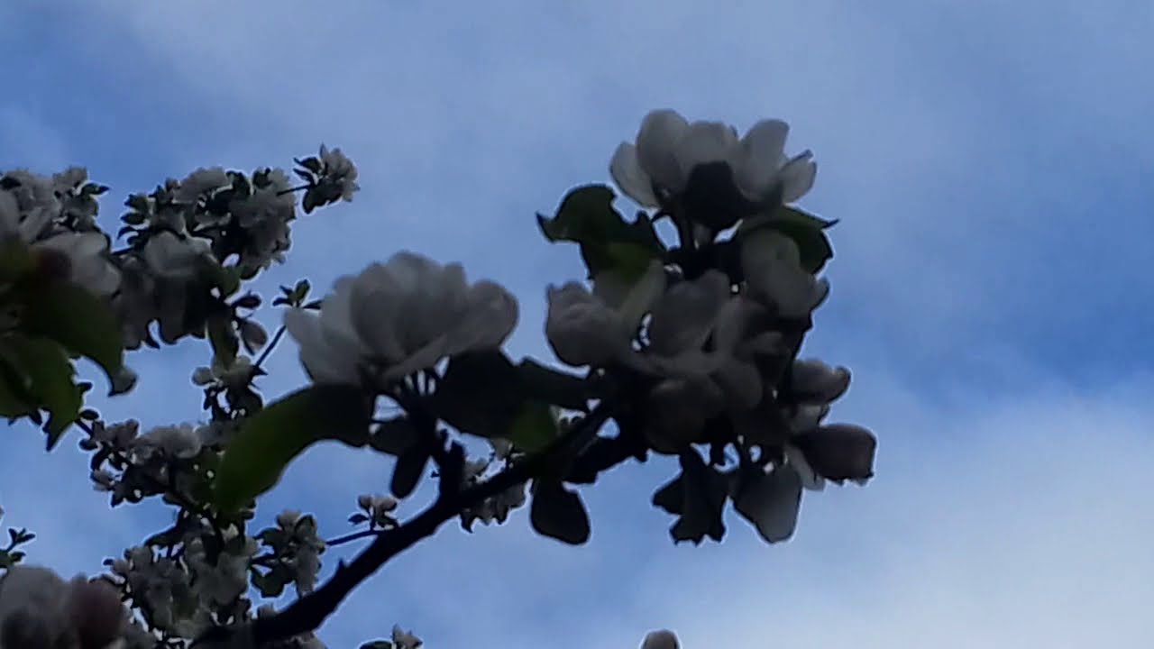 Цветет и Пахнет! - Каштан Сирень Яблоня - YouTube