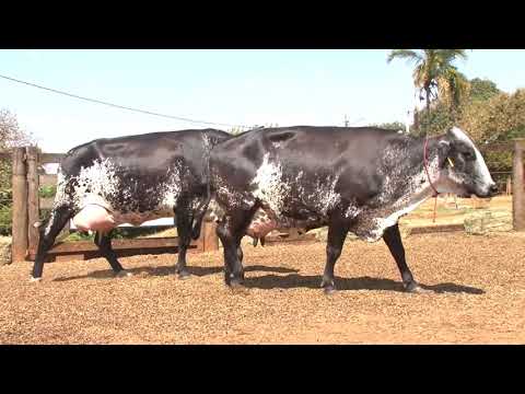 LOTE 27   34  55    2º LEILÃO VIRTUAL DA FAZENDA SANTO AMARO   DIA 28 DE AGOSTO   14HS REMATEWEB PLU